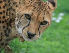 <p>GEPARD ŠTÍHLÝ (Acinonyx jubatus) ZOO Ústí nad Labem</p>